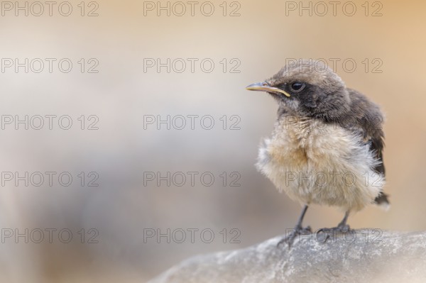 Arabian wheatear, Arabian wheatear, (Oenanthe lugentoide, Middle East, Oman, female, Jabal Samhan,