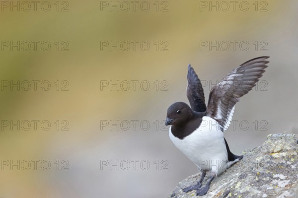Cory's Grebe, Plautus alle, Dovekie, Little Auk, (Mergule nain), Mérgulo atlántico, Longyearbyen,