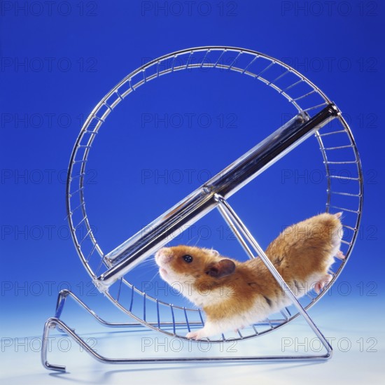 A golden hamster running in a hamster wheel, running wheel, (Mesocricetus auratus), Syrian golden