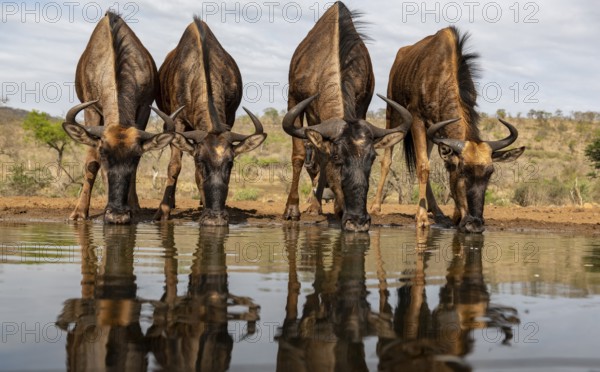 Animals, Mammals, Wildebeest, four wildebeest, herd of wildebeest drinking water at a waterhole,