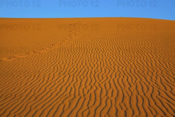 The small waves of orange sand. Early morning in a picturesque part of Death Valley, USA. Mesquite