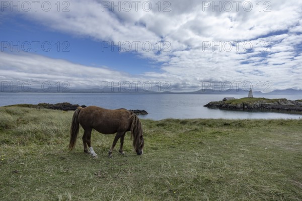 Brown horse grazing on a green meadow by the sea with Twr Mawr Lighthouse in the background, Ynys