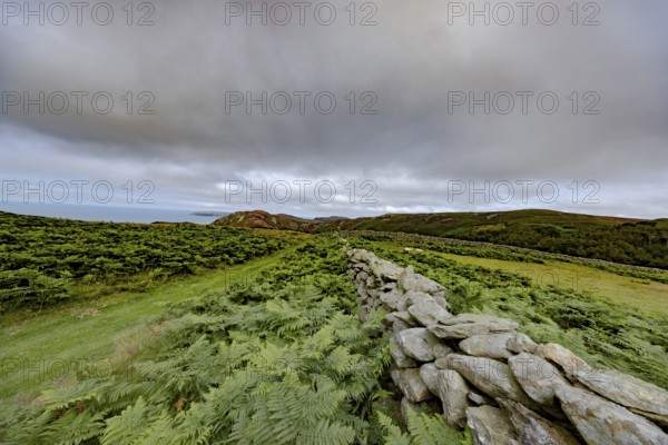 Hilly landscape with green meadows, bracken and stone wall, dry stone wall on the edge of Snowdonia