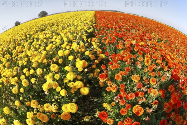 Magnificent field of yellow and red buttercups on a sunset, photographed by an objective the Fish