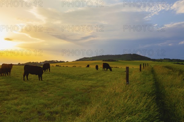 On the pasture in Central Bohemian Highlands, Czech Republic. Central Bohemian Uplands is a