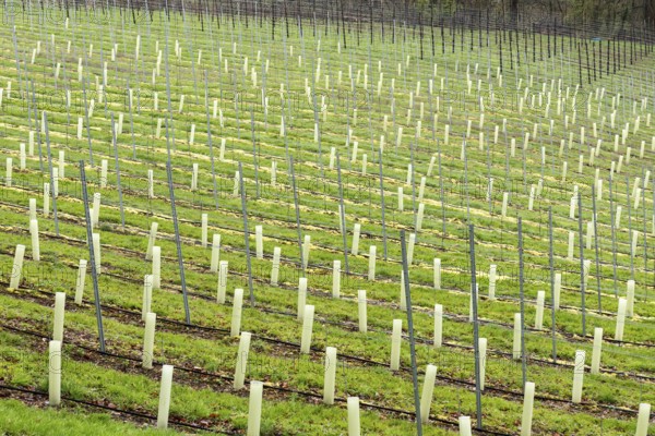 Young hop fields for the local beer brewery at the Dutch countryside around Slenaken, The