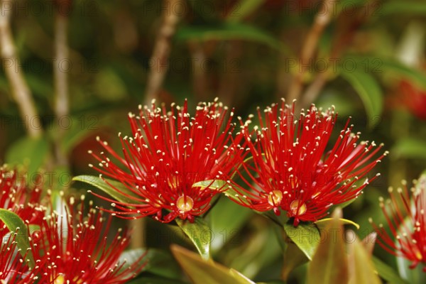 Flowers of New Zealand Southern Rata brighten the day for visitors to the Otira Gorge in Arthurs