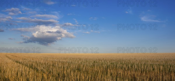 The field after harvesting in sunny day. Panorama picture with mowed wheat field under sunny day.