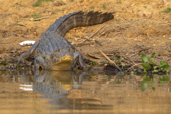 Caiman (Caimaninae), Crocodile (Alligatoridae), crocodile (Crocodylia), front view, reflection,