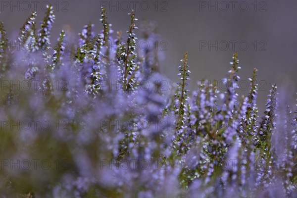 Close-up of flowering heather (Erica) with intense purple colour in natural setting in mountainous