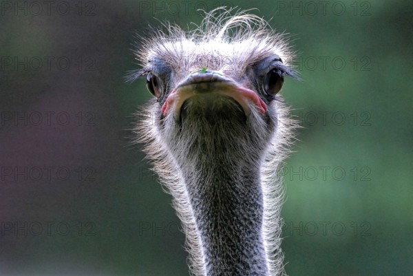 Portrait of an ostrich, (Struthio camelus), captive, close-up of an ostrich with striking eyes and