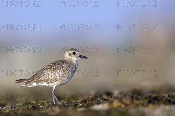 Little Ringed Plover, (Pluvialis squatarola), animal, animals, bird, birds, biotope, habitat,