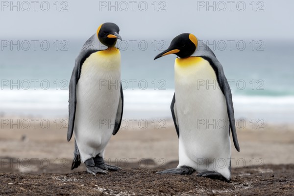 Two King Penguins, Animals, Birds, Penguin, Penguins, (Aptenodytes patagonicus patagonicus) The