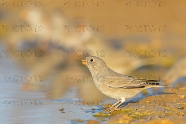Desert Finch, Finch Family, Finch, Trumpeter Finch, (Rhodopechys githaginea), Roselin githagine,