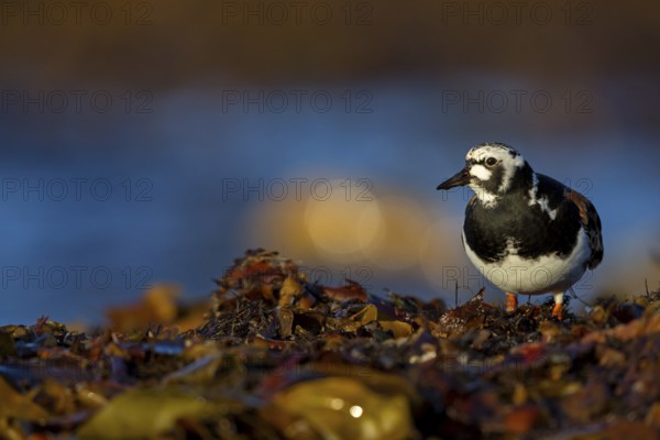 Turnstone, (Arenaria interpres), animals, birds, snipe family, biotope, habitat, foraging,