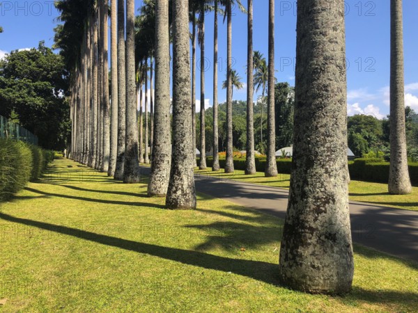 Palm tree alley in Royal Botanic King Gardens, Kandy, Sri Lanka. The garden includes more than 4000