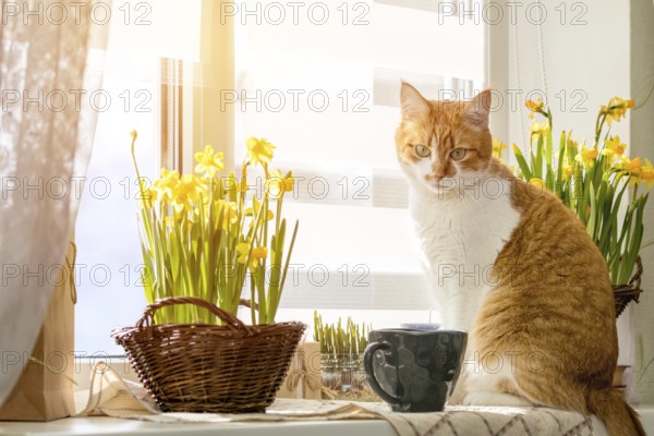 Morning sunlight on the red cat. Cute funny red-white cat on the windowsill with blossom yellow