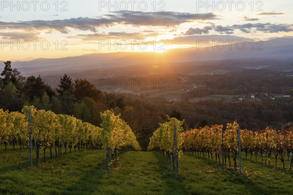Vineyard in the evening light, cloudy mood at sunset on the Sausal Wine Route, St. Andrä-Höch,