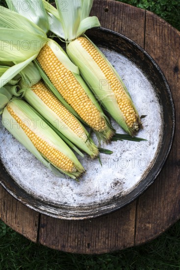 Raw corn in the garden on wooden background