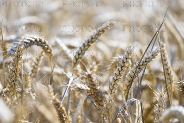 Close-up of ears of wheat in the golden light of the sun, Coxhill, Shepherdswell, Dover, Kent,