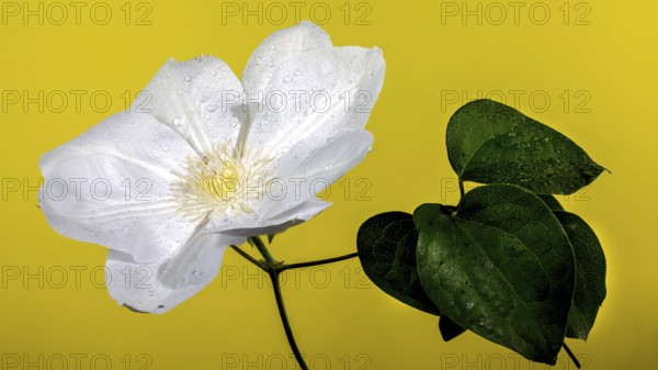 Beautiful Blooming white clemantis Arabella flower on a yellow background. Flower head close-up,