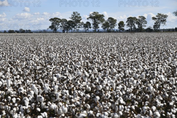 Cotton crop ready for harvest at Byee, near Murgon in the South Burnett district of Queensland,