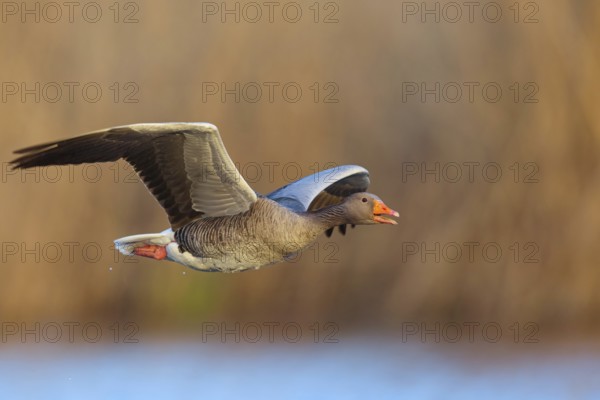 Greylag Goose, Anser anser, Oie cendrÈe, ¡nsar Com?n, Wagbachniederung, Wagh‰usl,