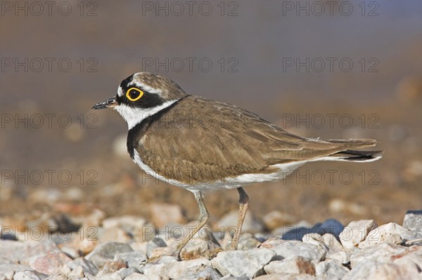 Little Ringed Plover, Little Plover, (Charadrius dubius), Petit Gravelot, Chorlitejo Chico,