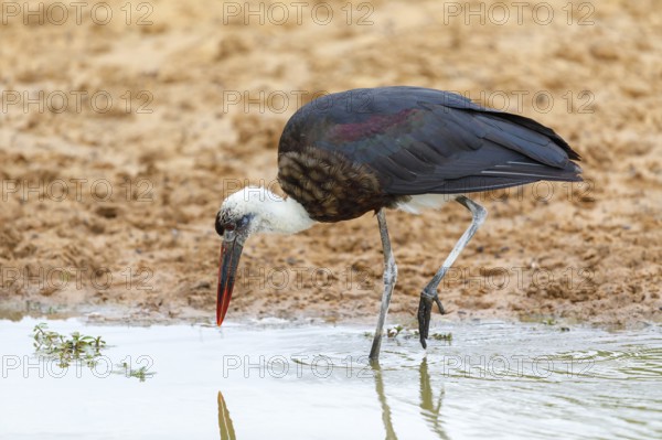 Asian woolly-necked stork (Ciconia episcopus), Cigogne Èpiscopale, Mkuze Game Reserve, Mkuze,