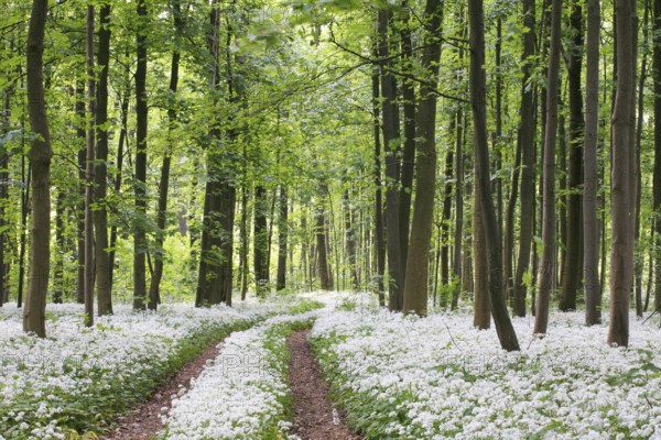 Wild garlic blossom in a riparian forest on the Danube near Neu-Ulm, Bavaria. Allium ursinum.