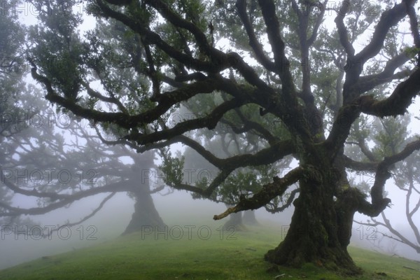 Laurel forest (Laurisilva) Unesco World Heritage Site, nature reserve, fog, evergreen, village of