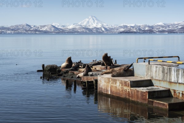 View of winter rookery Steller Sea Lion or Northern Sea Lion (Eumetopias Jubatus) on Pacific Coast.