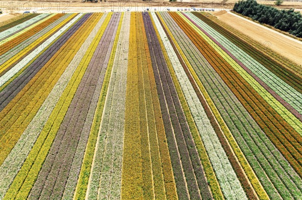 Israel. Aerial view. Garden buttercups - ranunculus. Hot sun and white clouds. Picturesque field of