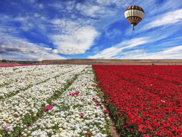 Spring windy day. Field of blooming red and white buttercups ranunculus. Huge balloon flies over a