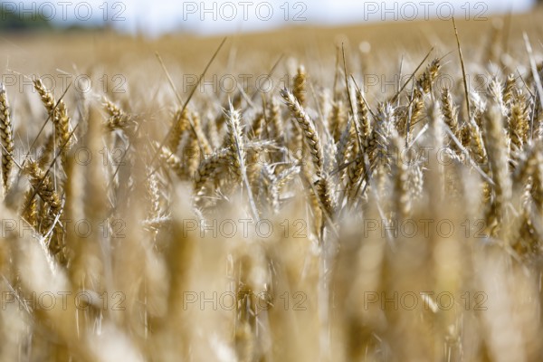 Sunny cornfield with golden ears of wheat in focus, Coxhill, Shepherdswell, Dover, Kent, United