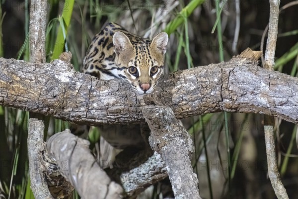 Ocelot (Leopardus pardalis), at night, climbing over a branch, eye contact, Pantanal, inland,