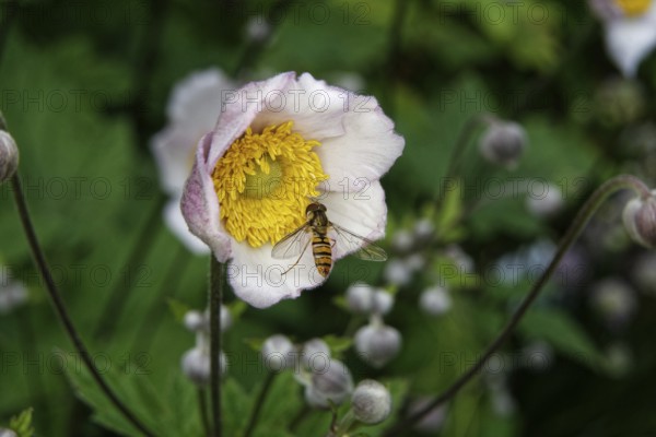Syrphidae, Anemone hupehensis, close-up of a hoverfly on an anemone in front of a blurred