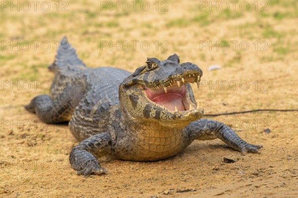 Spectacled caiman (Caiman crocodilus yacara), Crocodile (Alligatoridae), crocodile (Crocodylia),