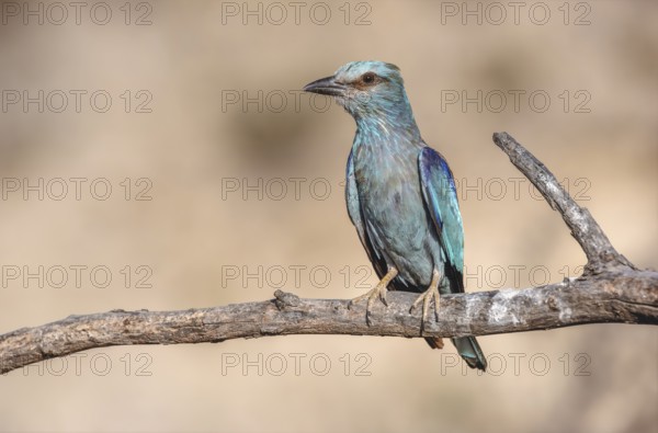 European Roller (Coracias garrulus) perched on a branch near its nest. Saint-Gilles, Nimes, Gard,