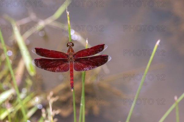 Animals, Insects, Dragonflies, Red Dragonfly, (Neurothemis ramburii) Deramakot Forest, Sabah,