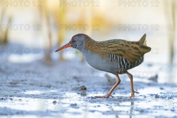 Water rail, (Rallus aquaticus), biotope, habitat, animal, animals, birds, rail family, Der Spieß