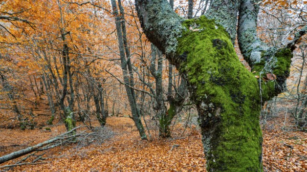 Hayedo de la Pedrosa Natural Protected Area, Beech Forest Autumn Season, Fagus sylvatica, Riofrío