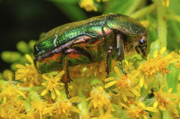 Rose Chafer (Cetonia aurata) on a yellow flower. Bas-Rhin, Collectivite europeenne d'Alsace, Grand