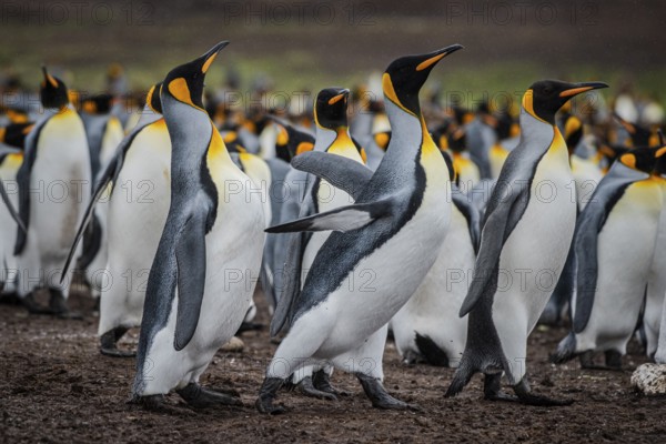 King penguins (Aptenodytes patagonicus), fighting over breeding partners during courtship,