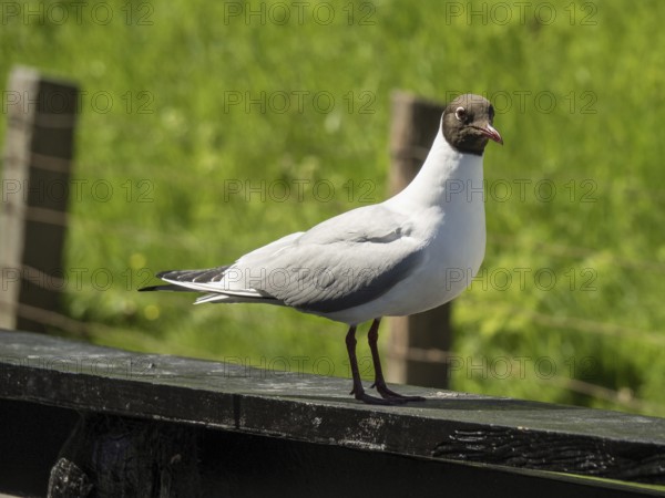 Close-up of a seagull on a wooden beam in front of a green, grassy background, enkhuizen, the