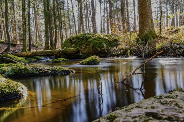 A stream flows quietly through moss-covered stones in a densely wooded area, Höllbachtal, Upper