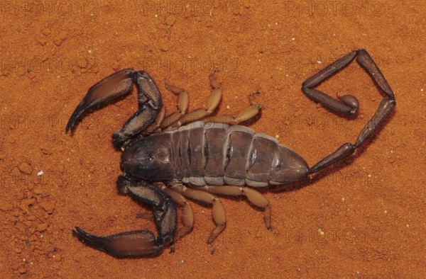 Crevice scorpion (Hadogenes sp.)