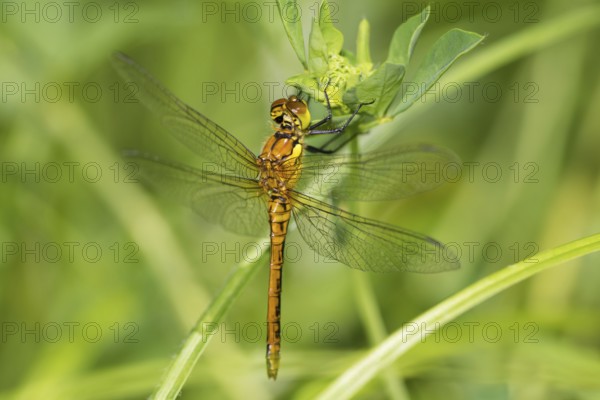 Red-veined darter, female. (Sympetrum fonscolombii)