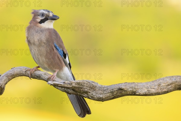 Jay, European Jay, Jay, eurasian jay (Garrulus glandarius), Geai des chênes, Arrendajo Común,
