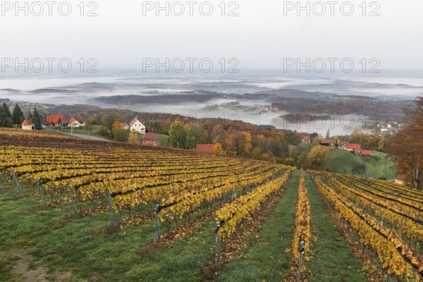 Autumn atmosphere in the early morning, vineyard, fog drifts through the hilly landscape in the